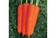 Стромболі F1 - морква Нантського типу, 100000 насіння, Clause (Tezier) Клаус, Франція фото, цiна